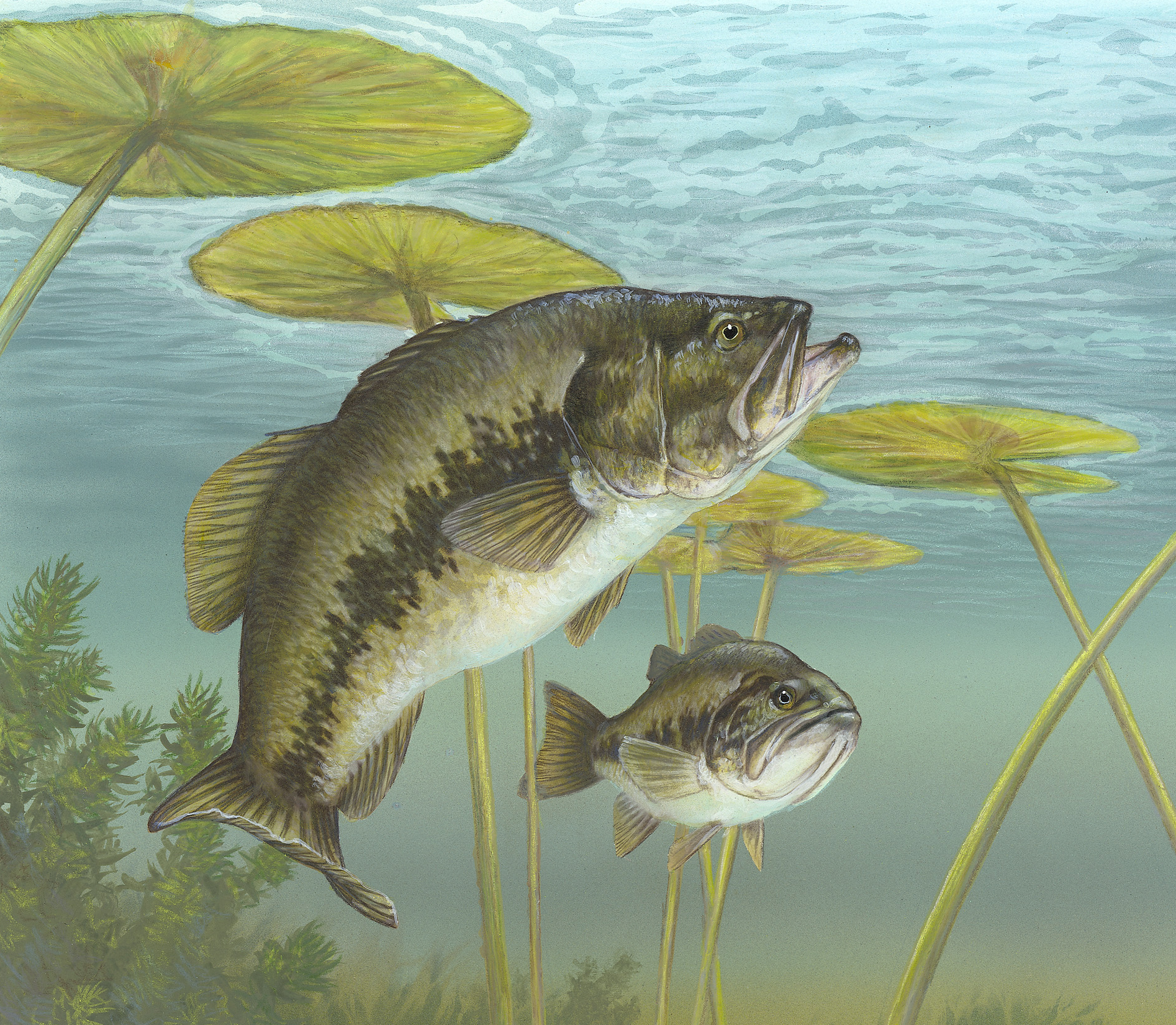 1894x1650 Filelargemouth Bass Painting.jpg - Largemouth Bass Sketch