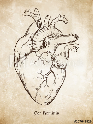 375x500 Hand Drawn Line Art Anatomically Correct Human Heart. Da Vinci - Latin Sketches