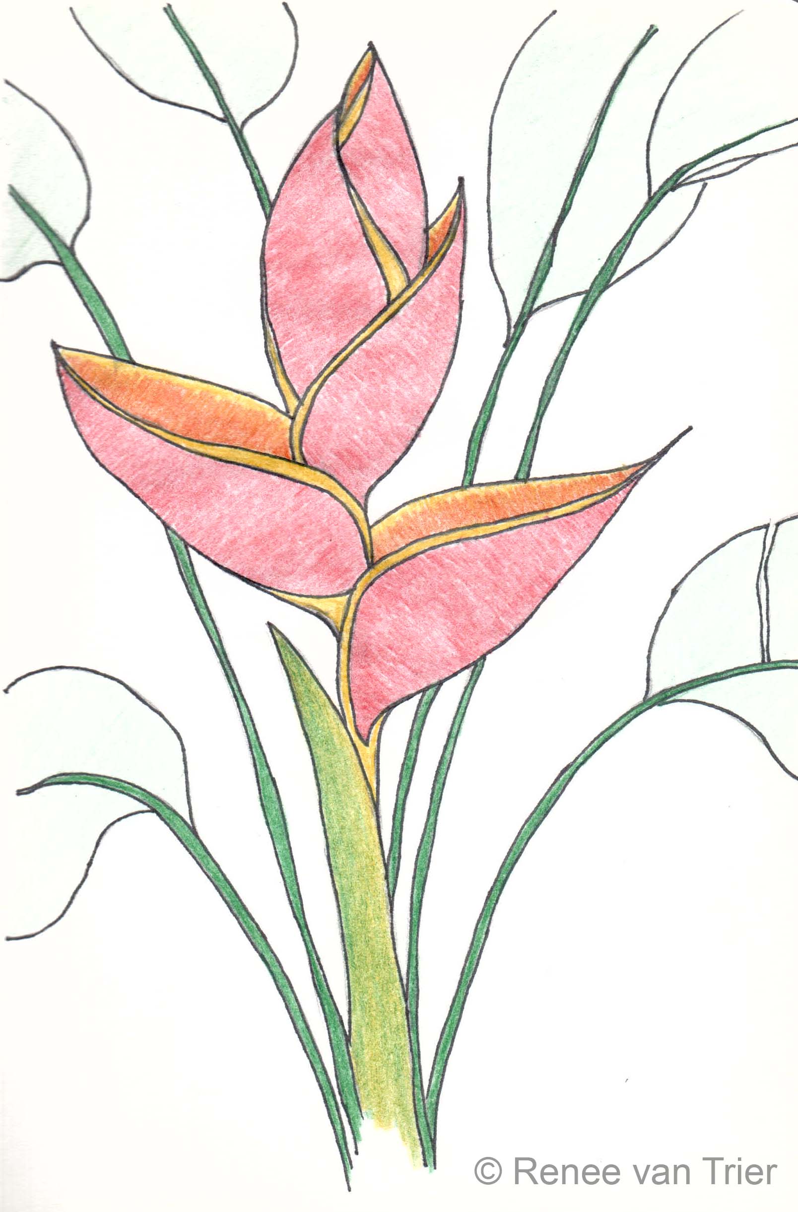 1608x2442 Flower Sketch From The Colombian Coffee Region Un Latte Deslactosada - Latte Sketch