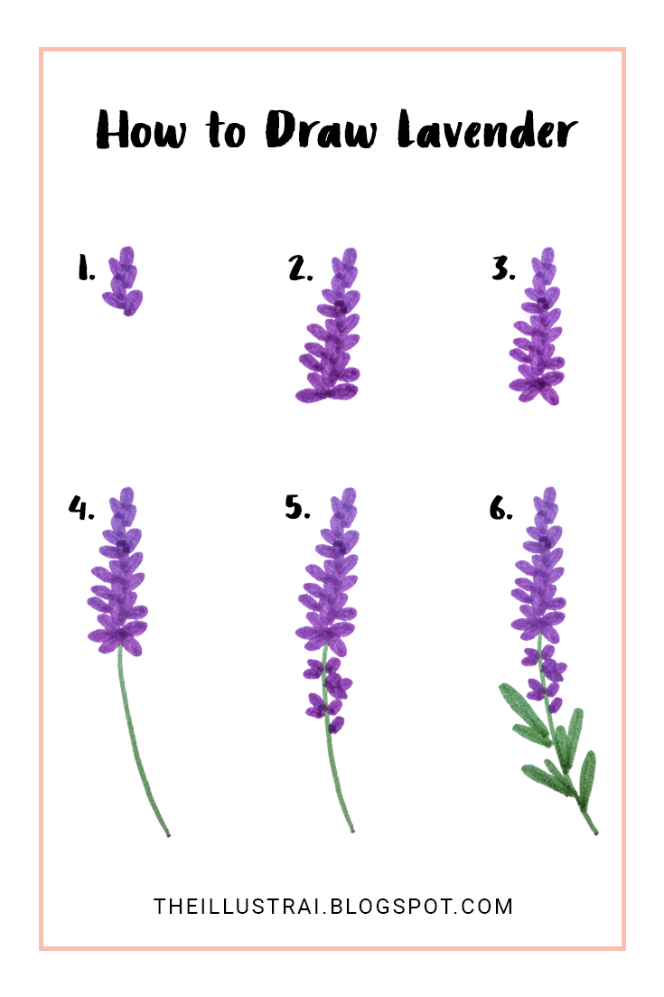 735x1103 Drawn Lavender Sketch - Lavender Flower Sketch
