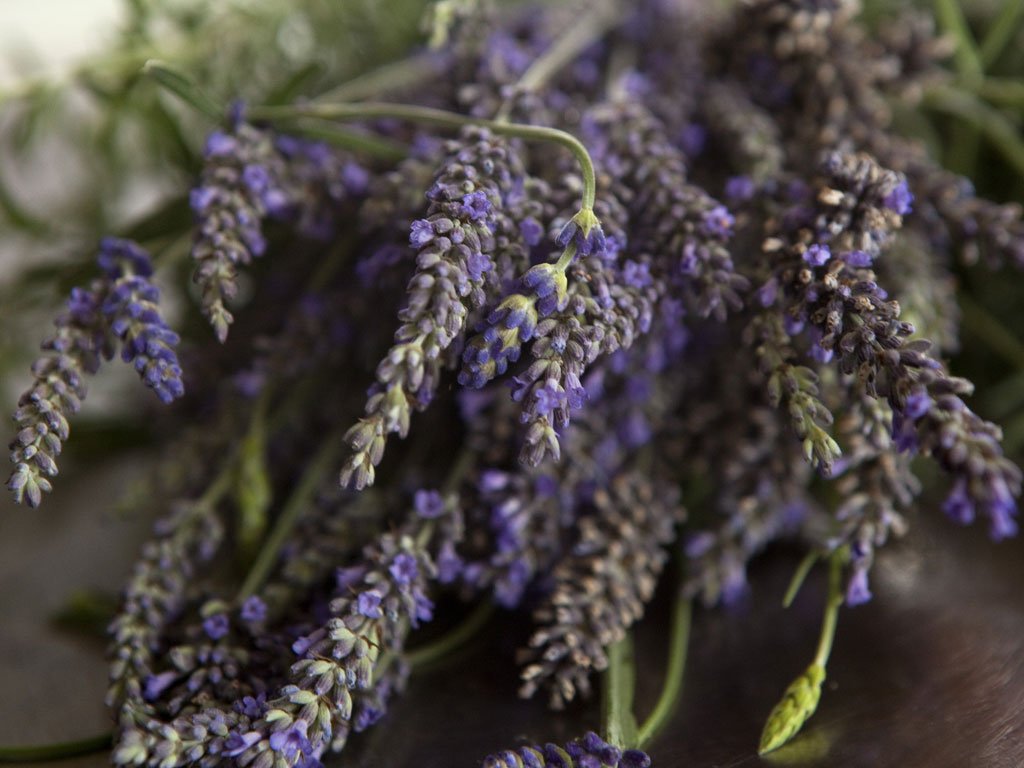 1024x768 Eat Purple English Lavender Is Perfect For Cooking, Both Savoury - Lavender Flower Sketch