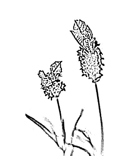 400x500 Lavender Flower Sketch - Lavender Flower Sketch