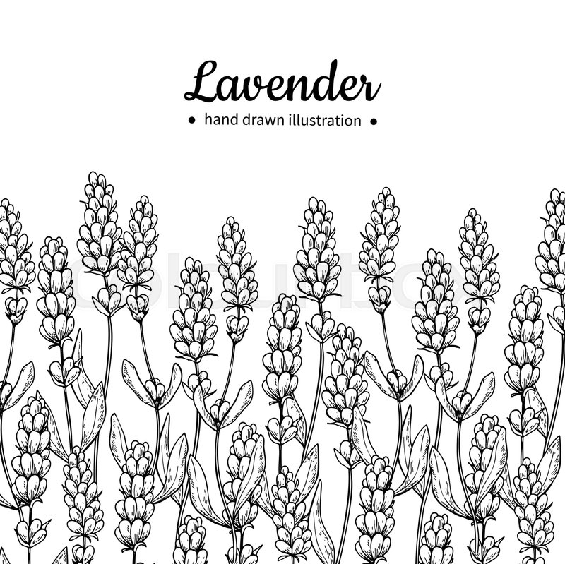 800x799 Lavender Vector Drawing Border. Isolated Wild Flower And Leaves - Lavender Flower Sketch