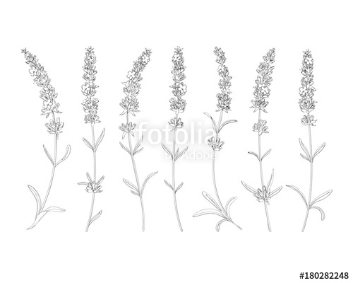 500x400 Vector Sketch Lavender Illustration. Beautiful Lavender Flowers - Lavender Flower Sketch