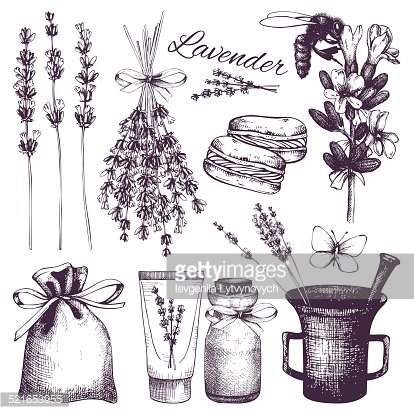 414x414 Vintage Collection Of Lilac Lavender Flowers Sketch Stock Vectors - Lavender Flower Sketch