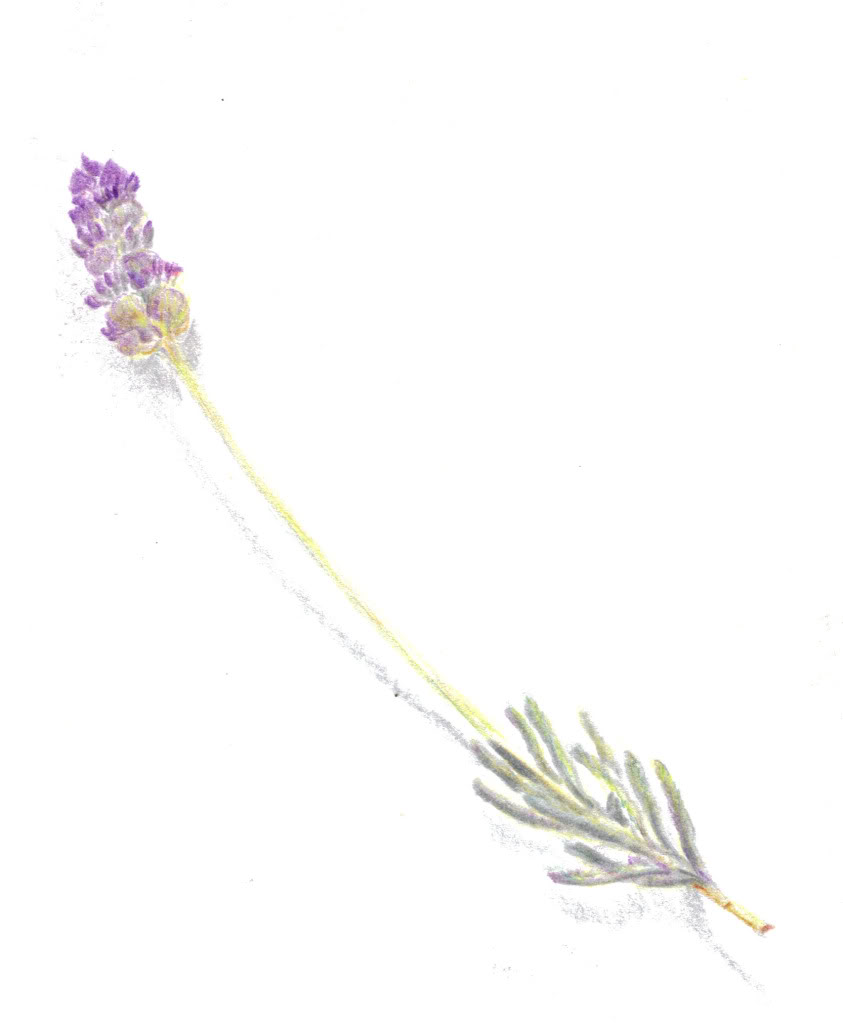 843x1023 Collection Of French Lavender Drawing High Quality, Free - Lavender Flower Sketch