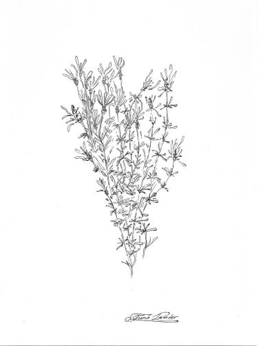 375x503 French Lavender Drawing By Olga Brereton Saatchi Art - Lavender Plant Sketch
