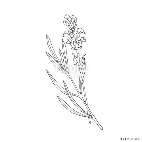 500x500 Hand Drawn Botanical Illustration Of Lavender. Vintage Collection - Lavender Plant Sketch
