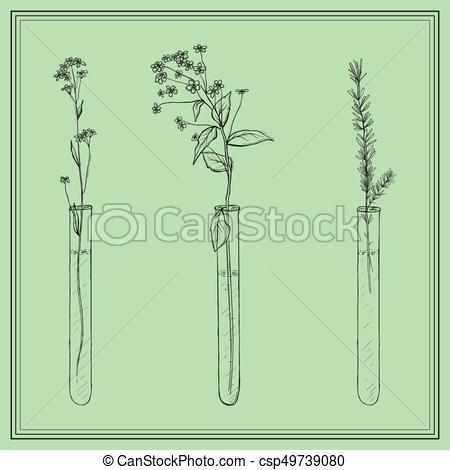 450x470 Hand Drawn Lavender Plants, Flowers In Vitro, Vial, In Frame. Hand - Lavender Plant Sketch