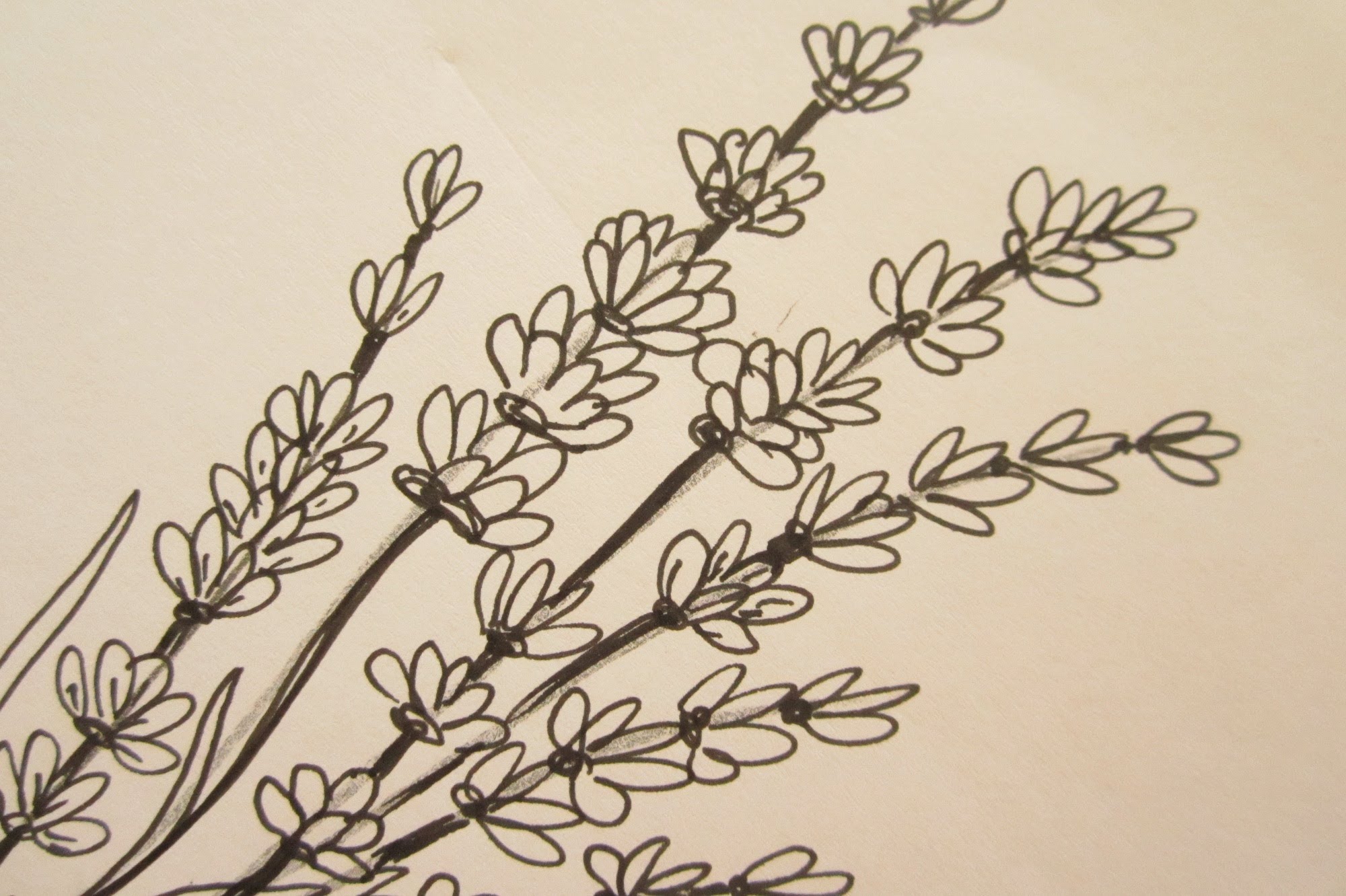 2000x1332 How To Draw Flowers - Lavender Plant Sketch