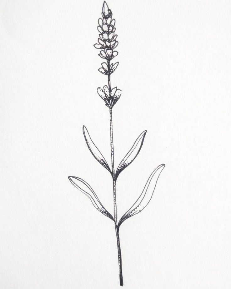 736x920 Image Result For Lavender Stalk Tattoo Looks - Lavender Plant Sketch