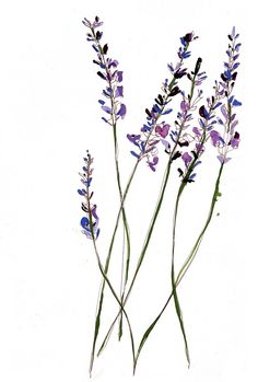 236x349 Lavender Clipart Sketch - Lavender Plant Sketch