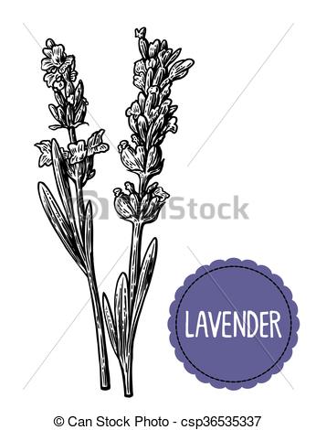 346x470 Lavender Flowers Sketch. Hand Drawn Engraving Vintage Illustration - Lavender Plant Sketch