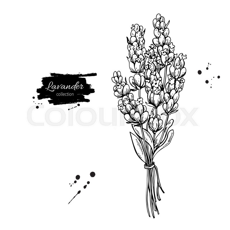 800x799 Lavender Vector Drawing Set. Isolated Wild Flower And Leaves - Lavender Plant Sketch