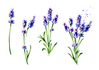 339x240 Search Photos Category Plants And Flowers Gt Flowers Gt Lavender - Lavender Plant Sketch