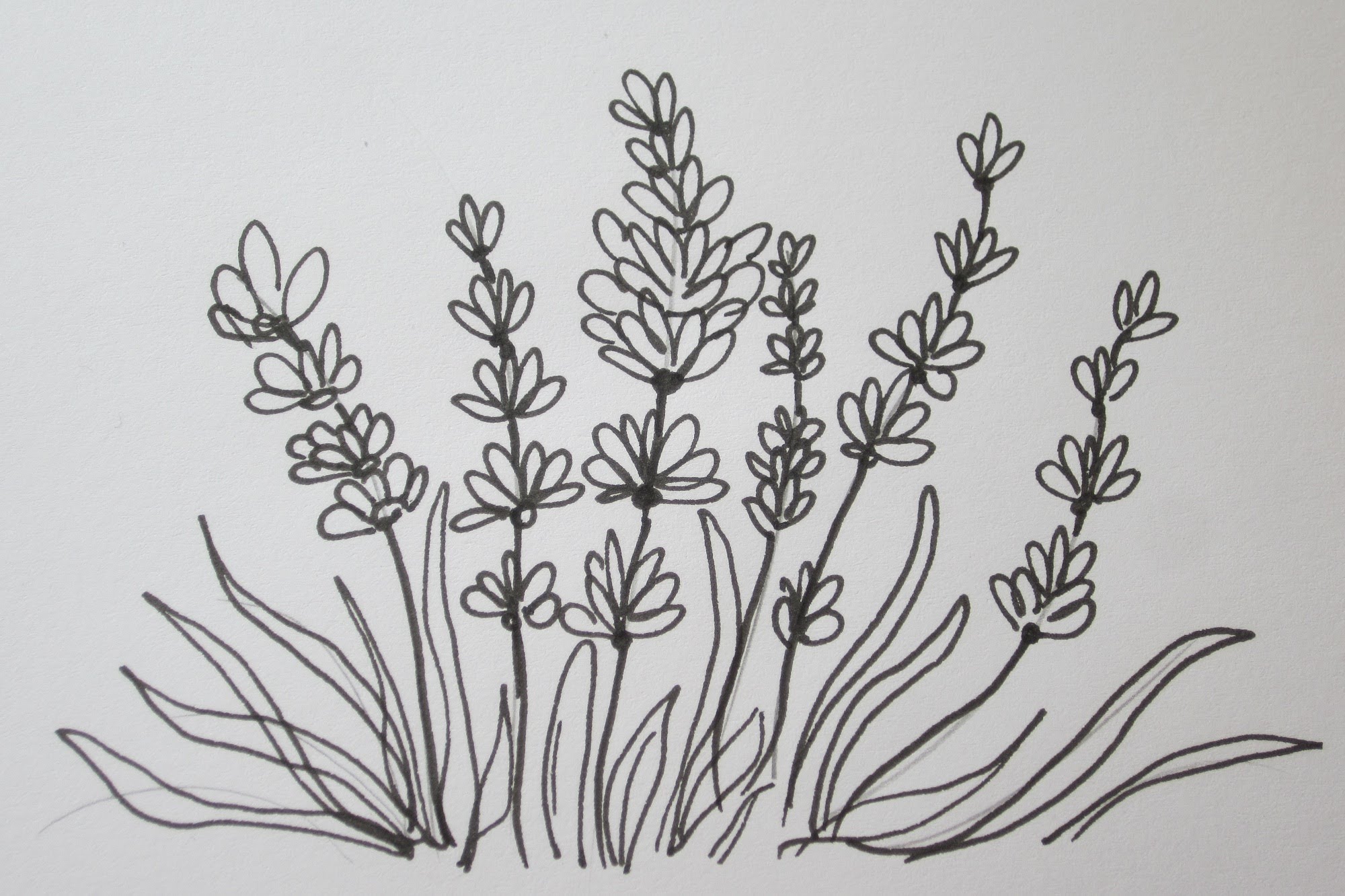 The Easy Way To Draw A Lavender Flower - Lavender Plant Sketch. 