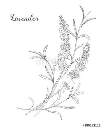 400x500 Vector Sketch Lavender Illustration. Beautiful Boquet Of Lavender - Lavender Plant Sketch