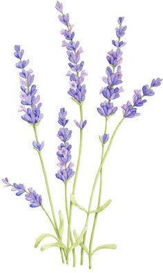 236x394 Lavender Plant Drawing - Lavender Plant Sketch