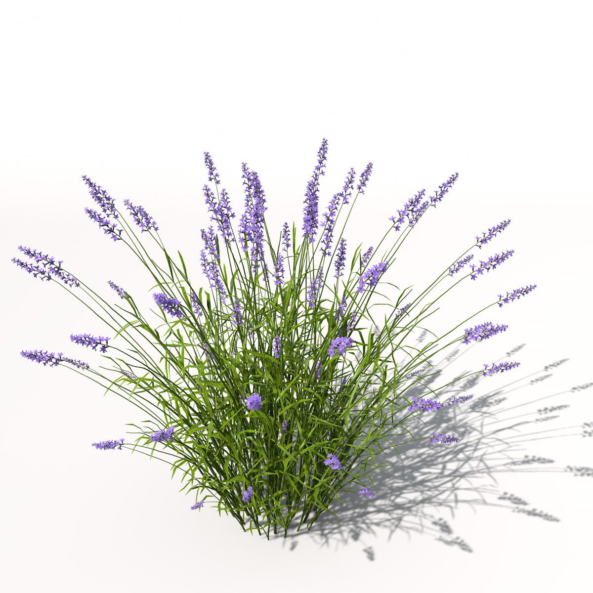 1200x1200 Lavender Plant Flowers 3d Model Cuts Green Plants - Lavender Plant Sketch