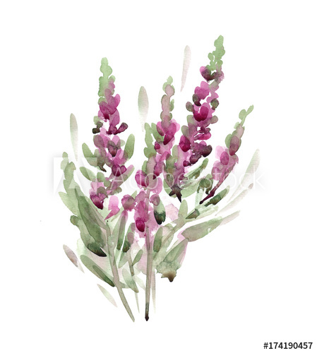 449x500 Transparent Watercolor Violet Flowers Sketch, Lavender Or Salvia - Lavender Plant Sketch