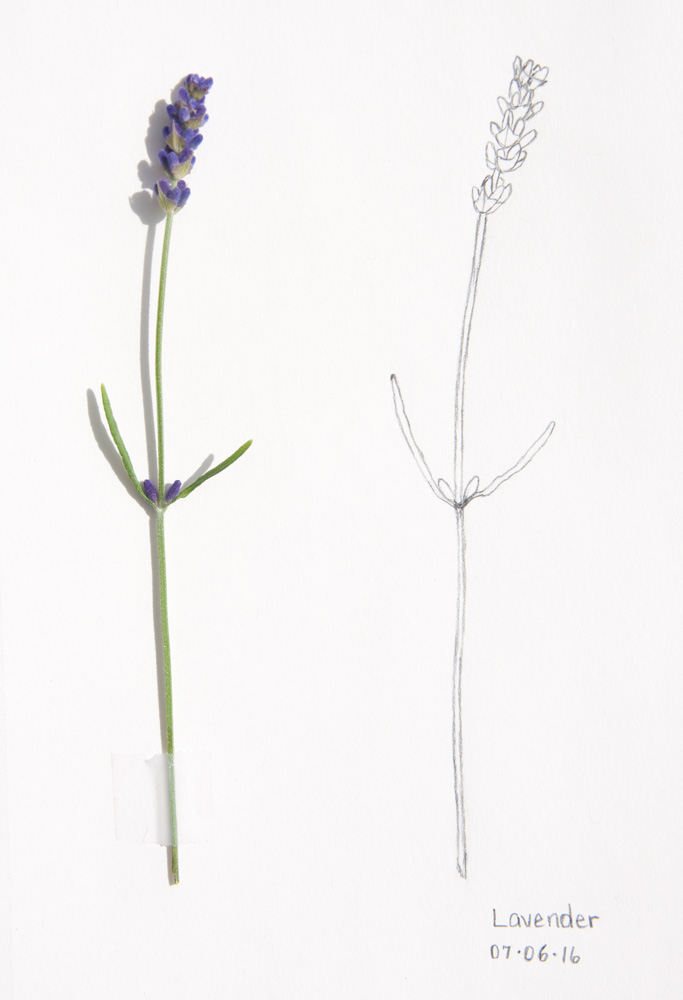 683x1000 Daily Sketch Lavender - Lavender Plant Sketch