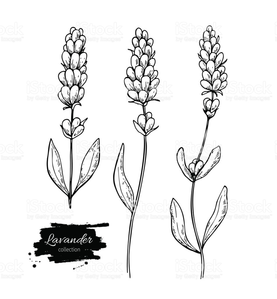900x969 Download Botanical Lavender Drawing Clipart Clip Art - Lavender Plant Sketch