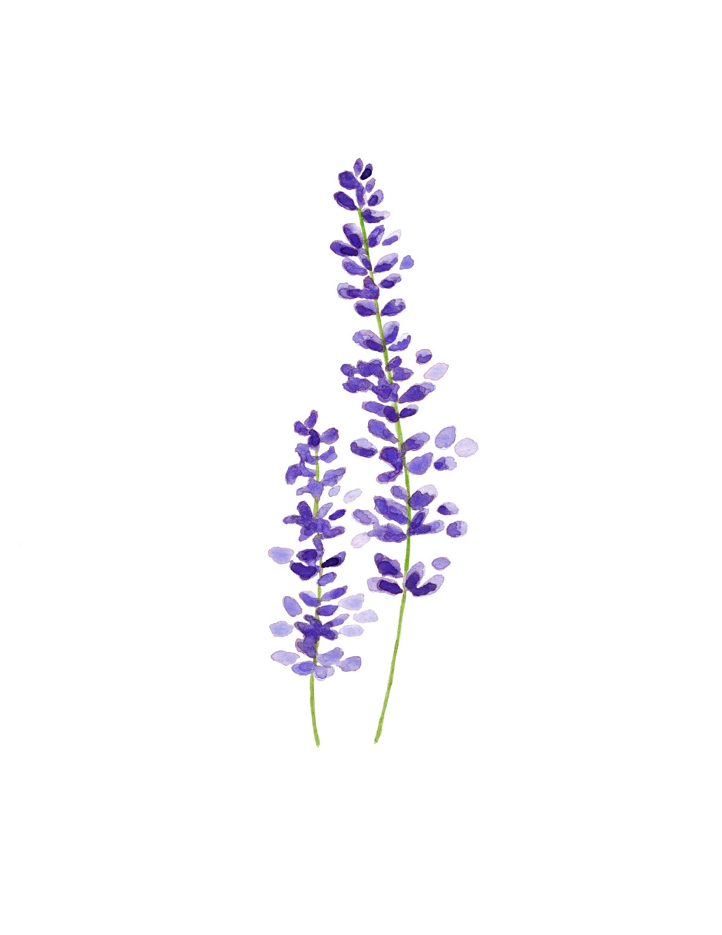 1030x1334 Drawn Lavender Sketch - Lavender Plant Sketch