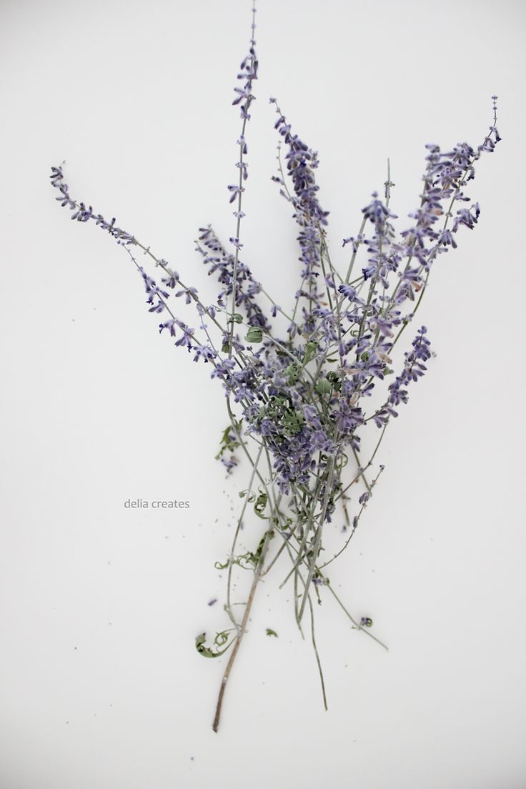 736x1104 Drawn Lavender Lilac - Lavender Sketch