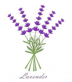 236x267 Drawn Lavender Sketch - Lavender Sketch