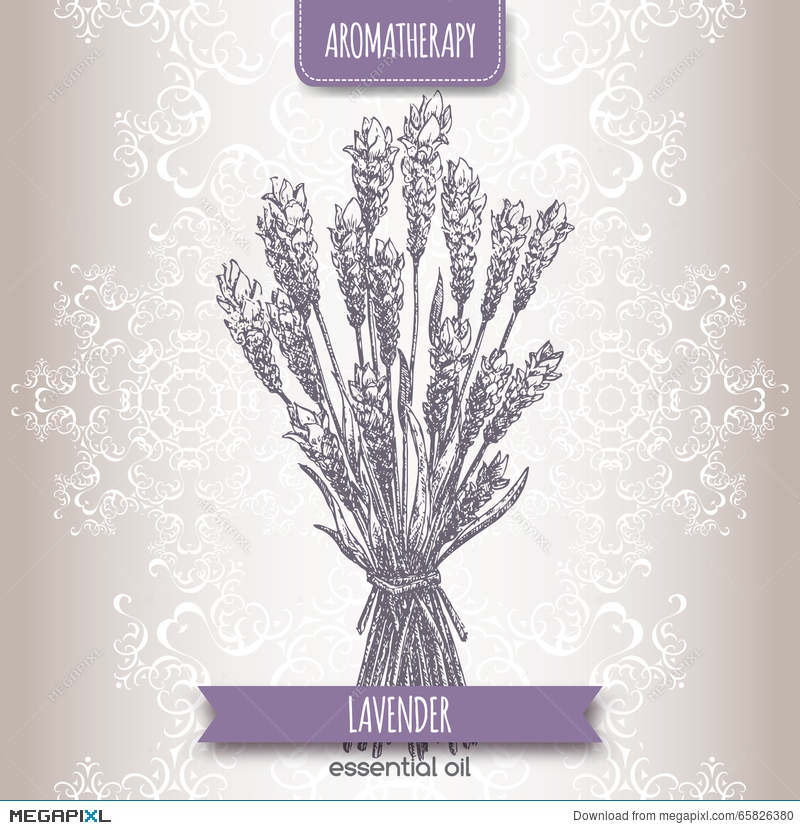 800x830 Lavandula Angustifolia Aka Common Lavender Sketch Illustration - Lavender Sketch