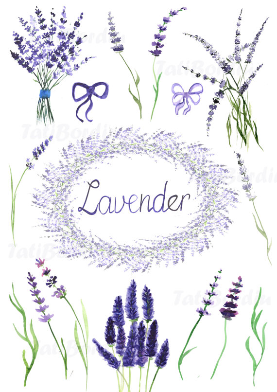570x806 Lavender Clipart Watercolor - Lavender Sketch