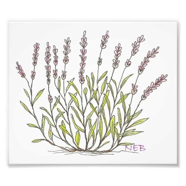 630x630 Lavender Sketch Print - Lavender Sketch