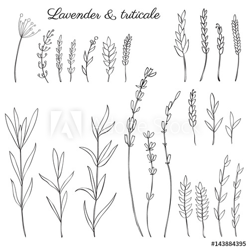 500x500 Lavender Flowers, Triticale Herbs Hand Drawn Doodle Vector Sketch - Lavender Sketch
