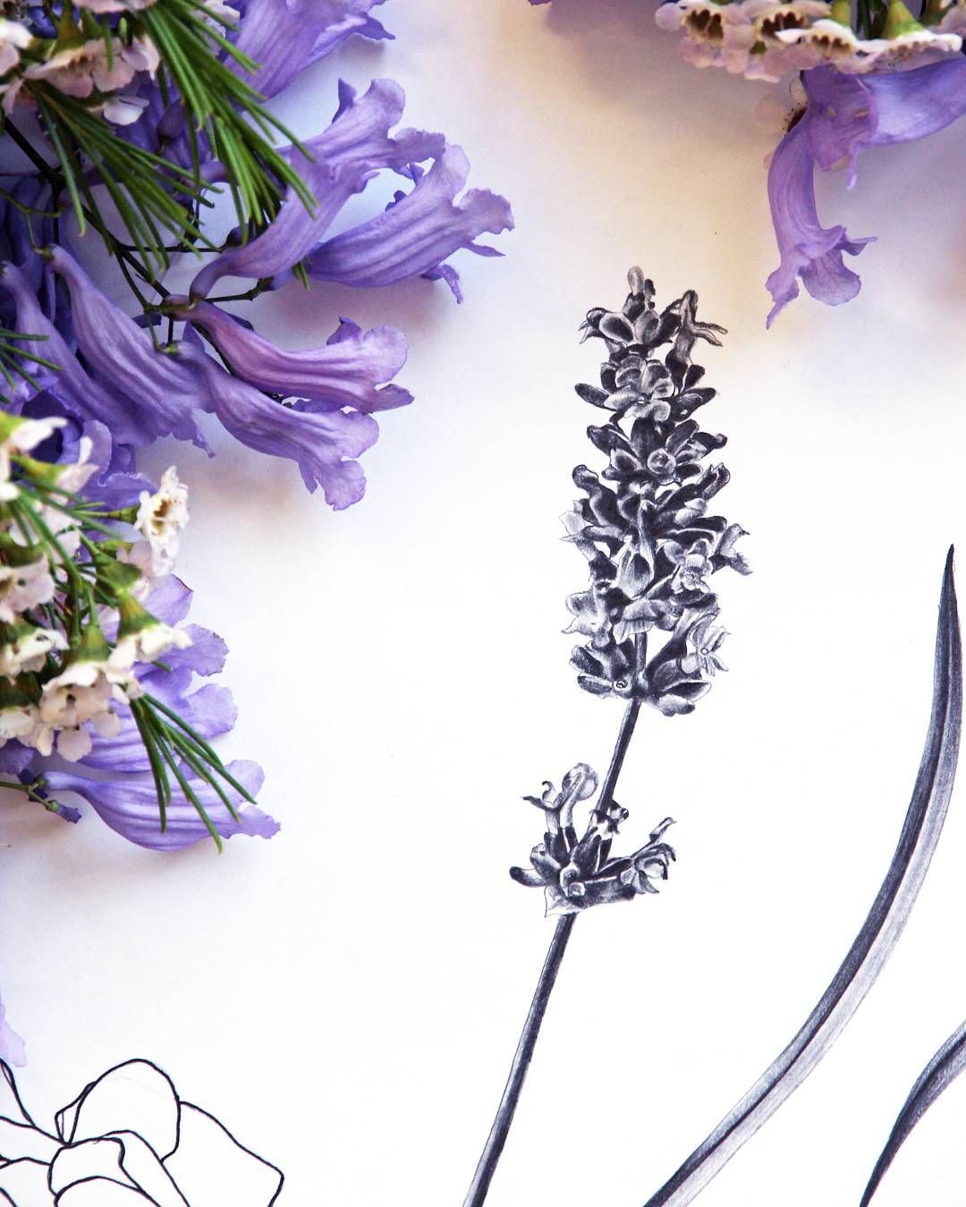 1080x1350 Lavender Sketch - Lavender Sketch