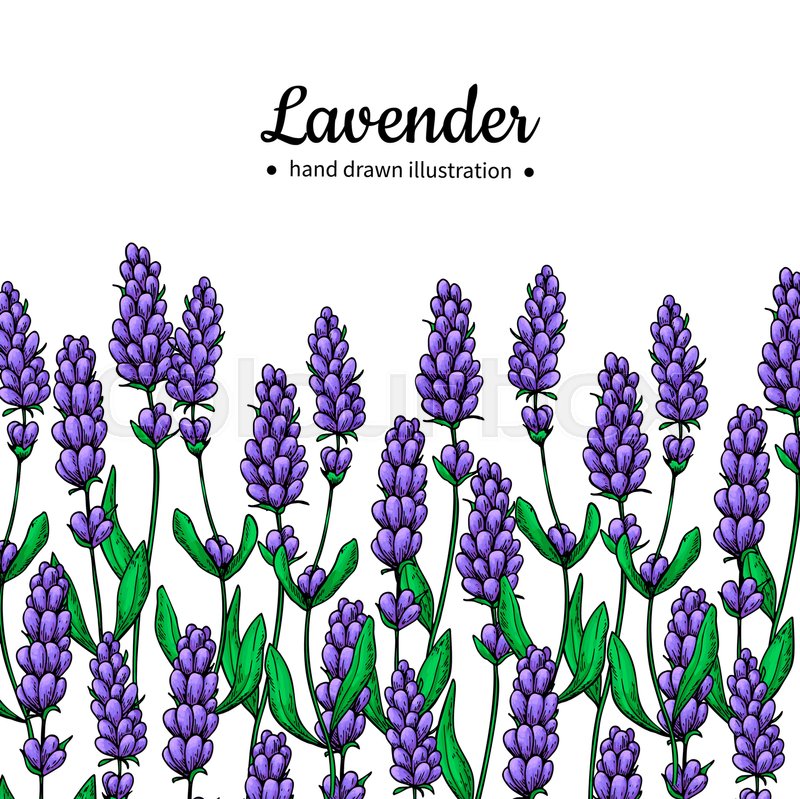 800x799 Lavender Vector Drawing Border. Isolated Wild Flower And Leaves - Lavender Sketch