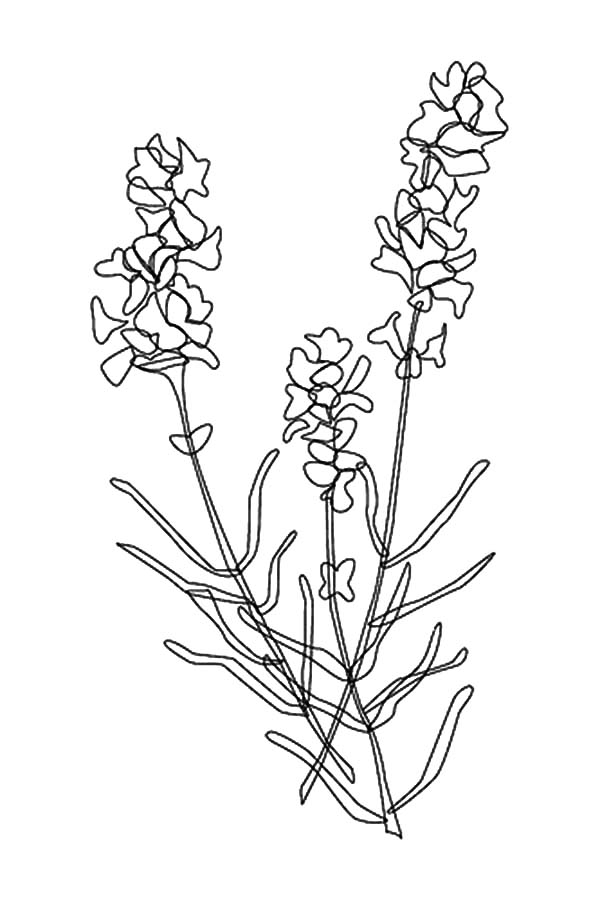 600x901 Collection Of Lavender Flower Drawing High Quality, Free - Lavender Sketch