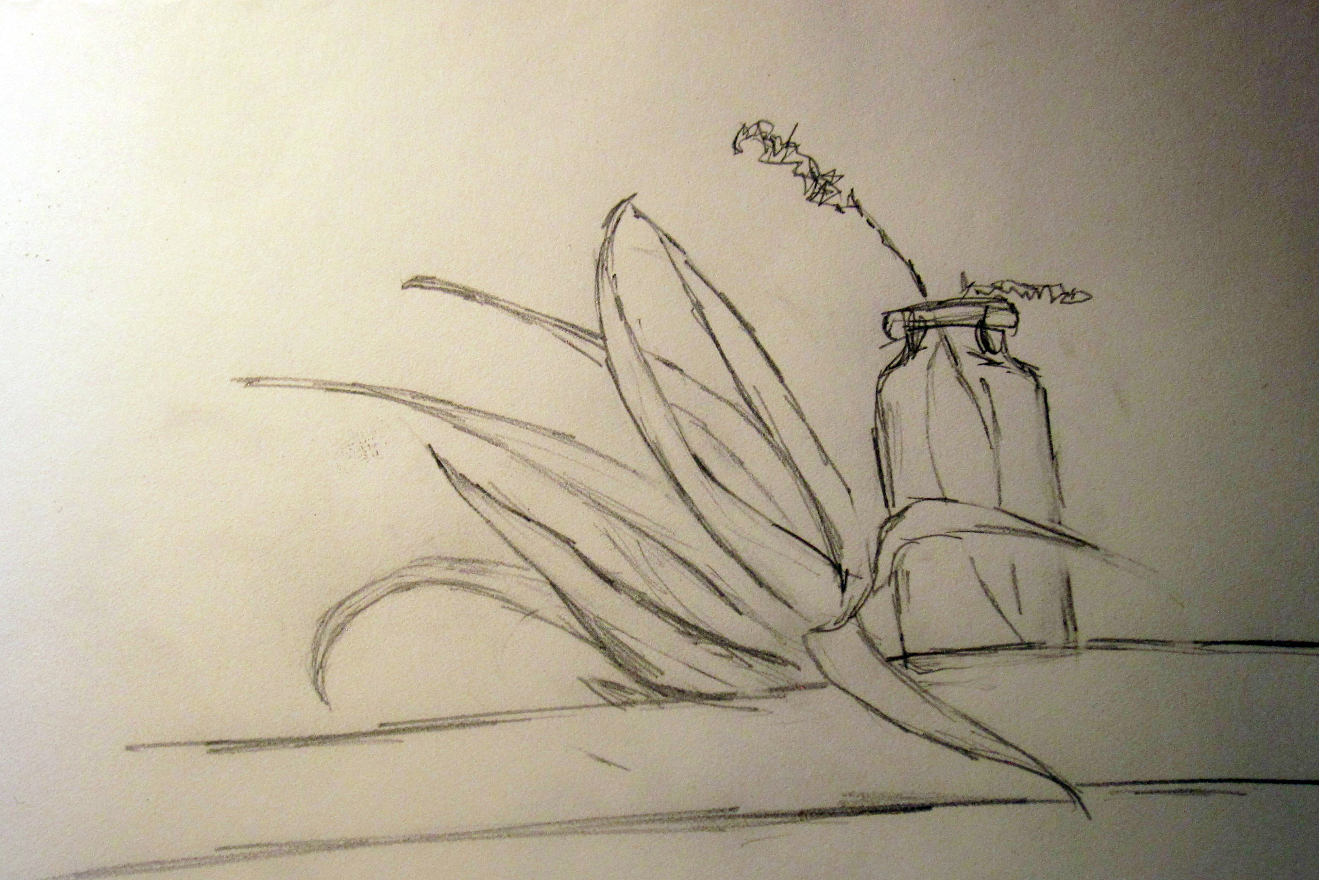 2716x1812 Succulent And Lavender Sketch Kate Ruddle - Lavender Sketch