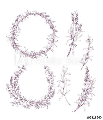 429x500 Vector Set Of Ink Hand Drawn Lavender Illustration In Lilac Color - Lavender Sketch