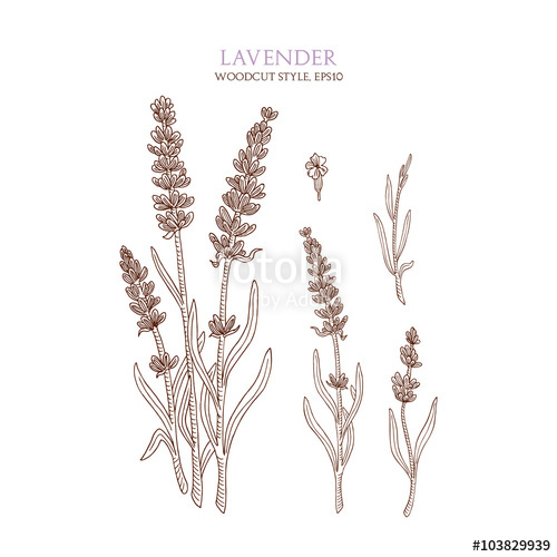 500x500 Botanical Illustration Of Lavender On White Background. Vector - Lavender Sketch