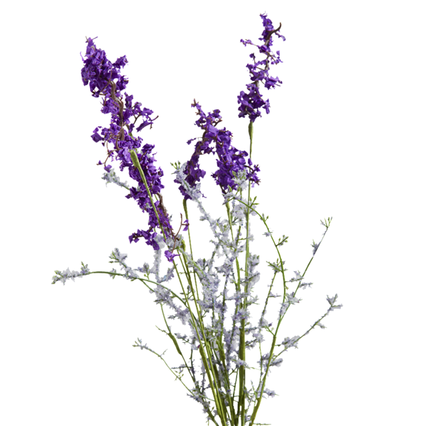 600x600 Collection Of Free Sketch Vector Lavender. Download On Ubisafe - Lavender Sketch