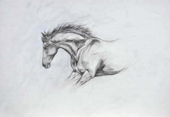 550x378 Lead Stallion Drawing (2012) Original Equestrian Art For Sale - Lead Sketch