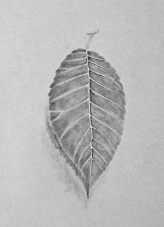 Weed Leaf Sketch at PaintingValley.com | Explore collection of Weed ...