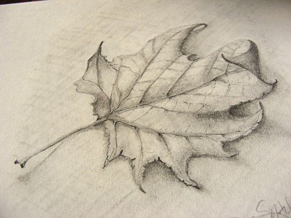 570x427 Fallen Leaf Pencil Sketch With Burlap Clip Frame In 2018 Art - Leaf Pencil Sketch