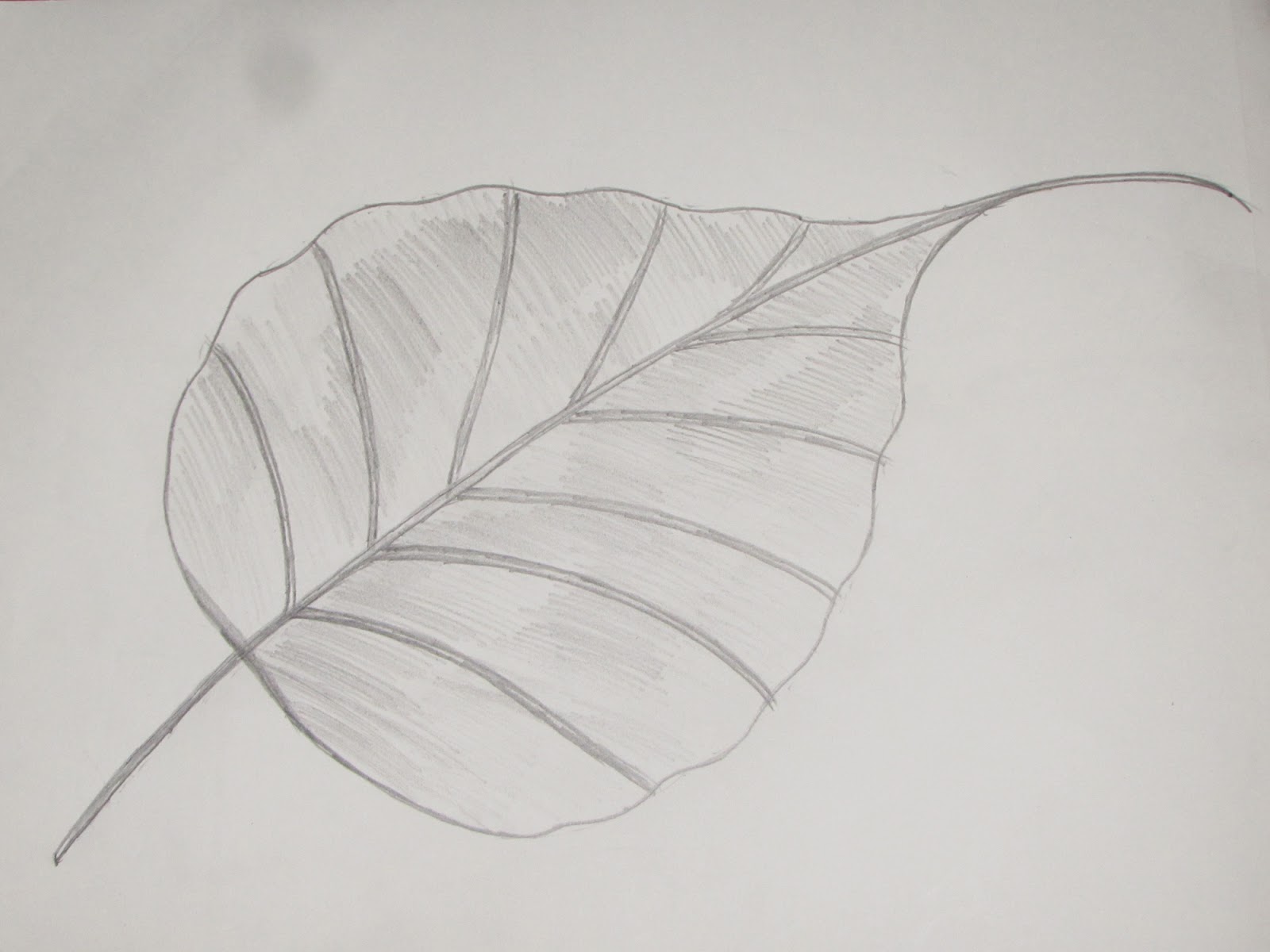 1600x1200 How To Draw And Sketch Ficus Religiosa (Peepal) Leaf - Leaf Pencil Sketch