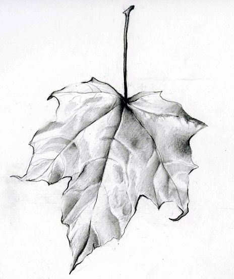 464x552 Leaf Drawing - Leaf Pencil Sketch