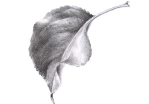 300x210 Leaf Drawings In Pencil - Leaf Pencil Sketch