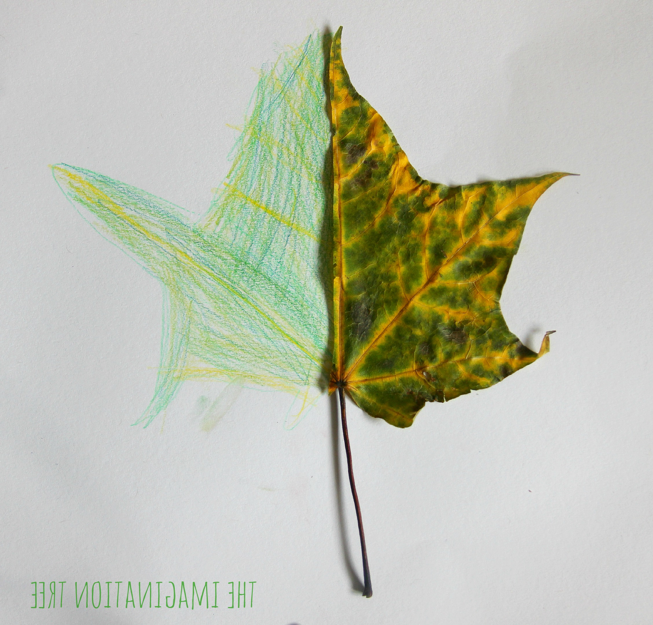 2256x2159 Leaf Pencil Drawing For Kids - Leaf Pencil Sketch
