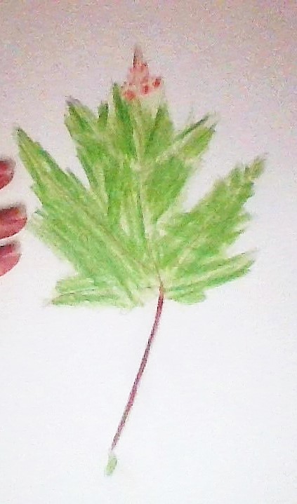 423x719 Leaf Pencil Sketch By Novarose18 - Leaf Pencil Sketch