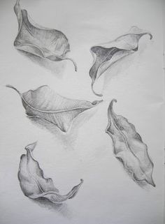 236x321 Pencil Sketch Of Leaves Draw Drawings, Pencil - Leaf Pencil Sketch