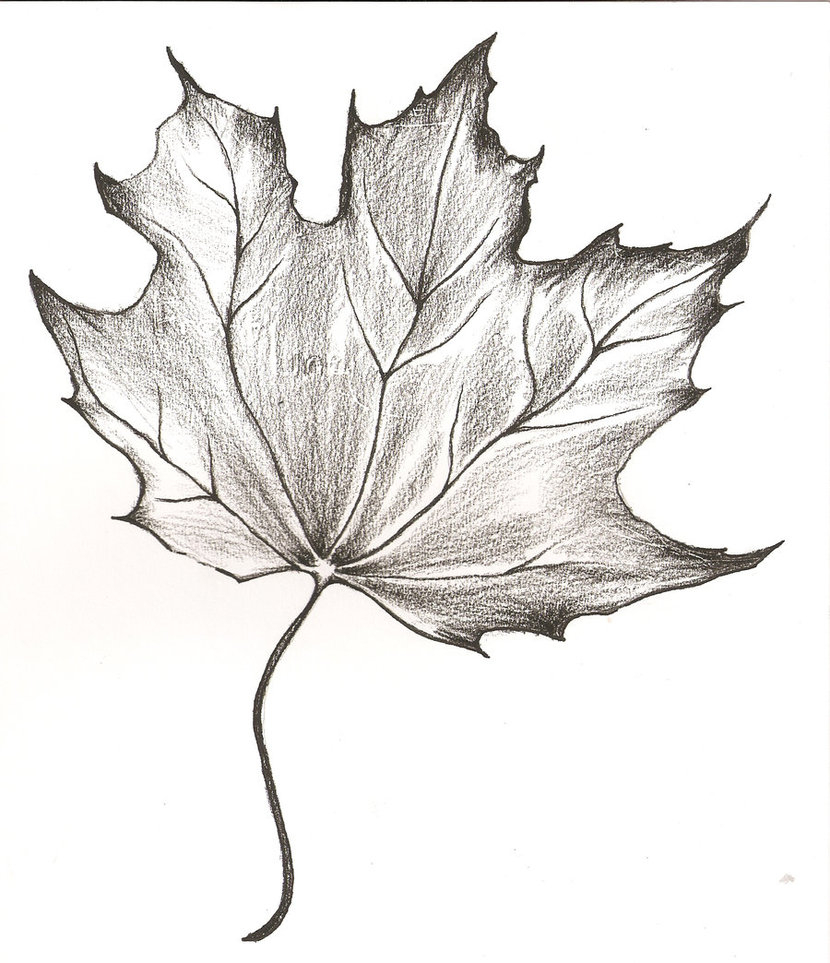 830x963 Pencil Sketches Of Leaves - Leaf Pencil Sketch